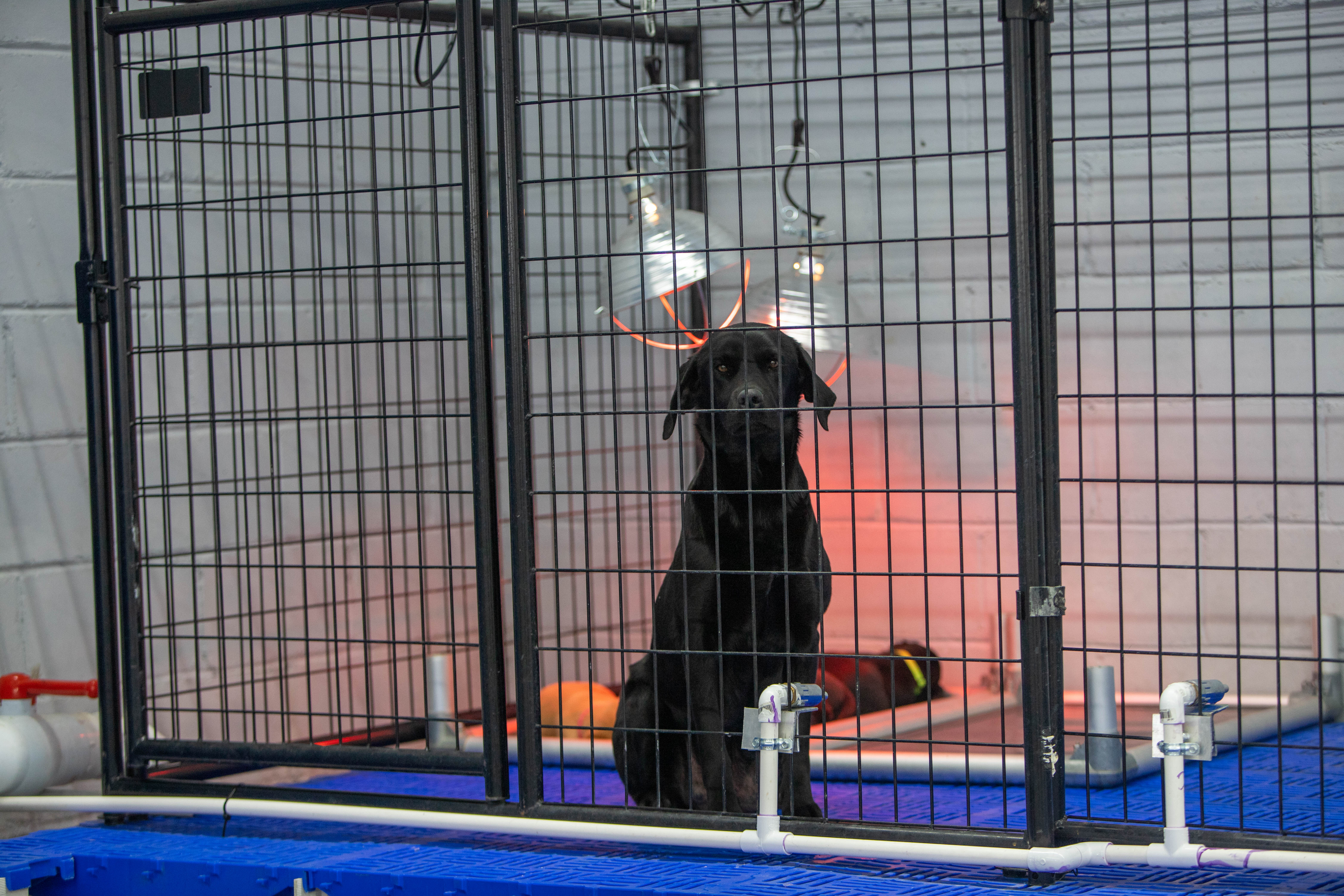 Black lab resting in climate-controlled kennel