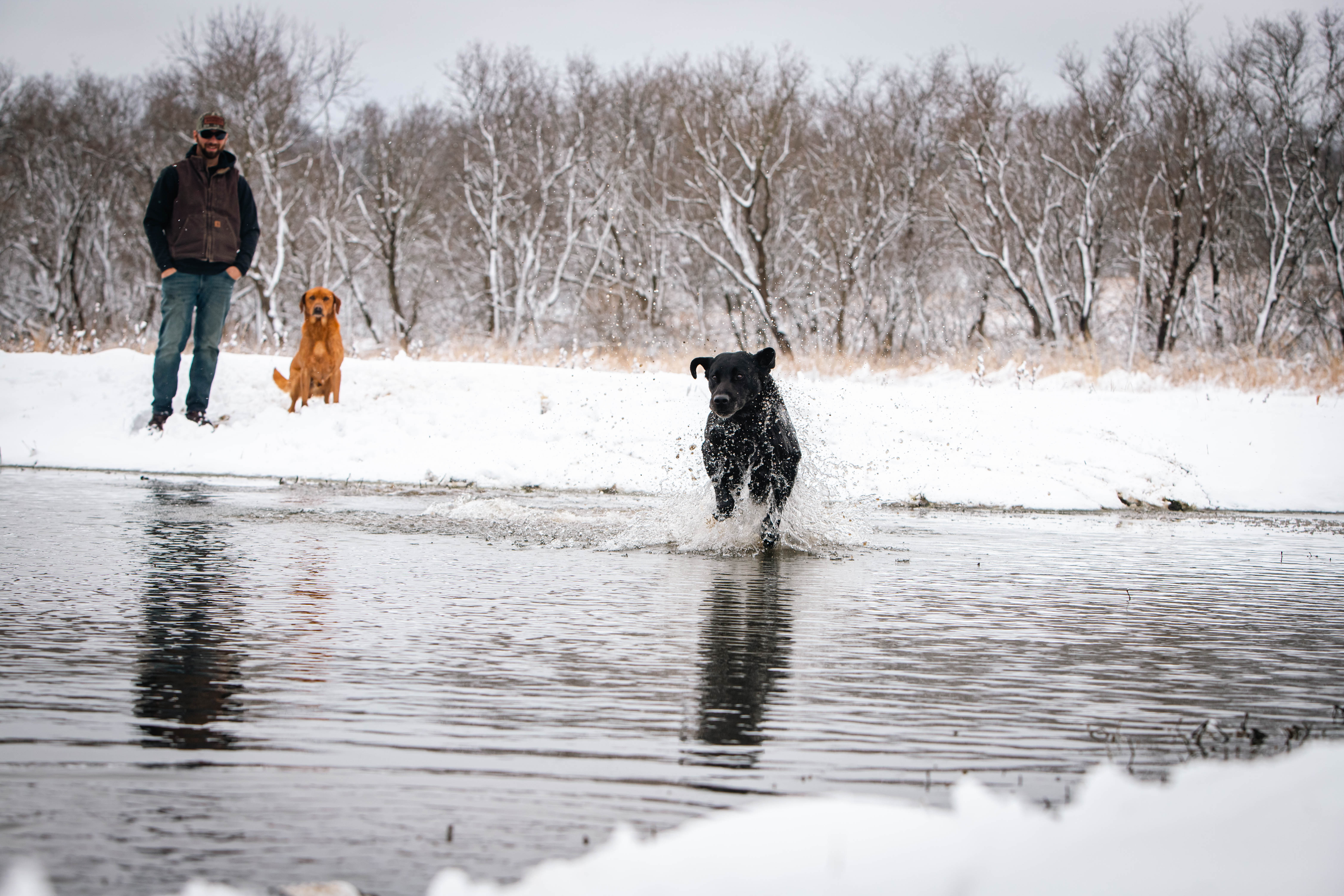 Black lab retrieving in water