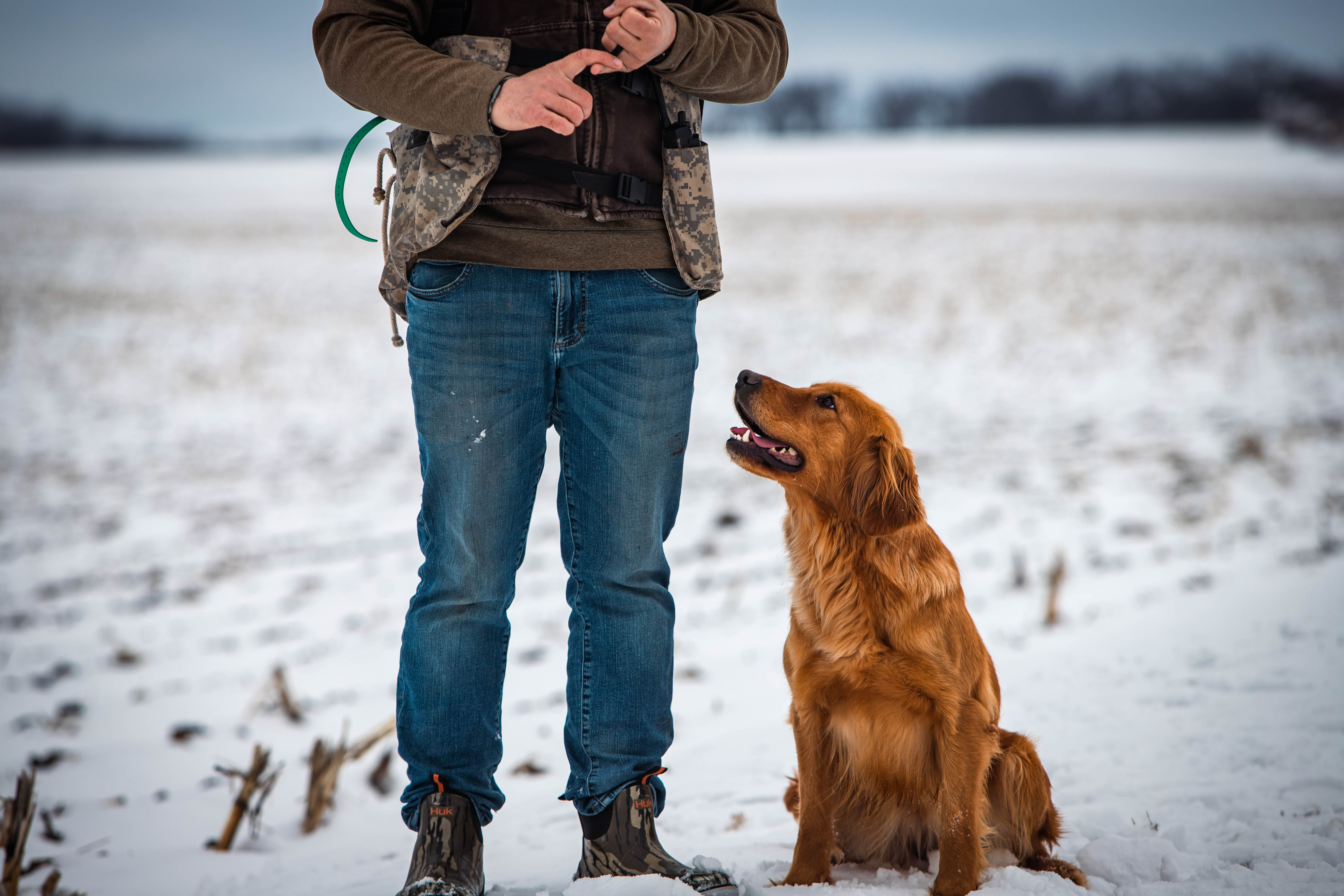 Fox red retriever sitting attentively with trainer