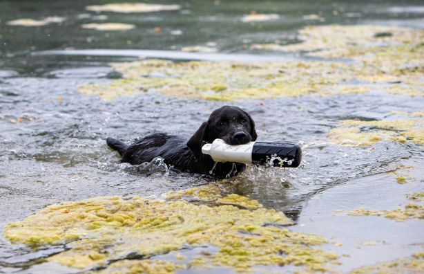 Black lab puppy retrieving training bumper in water