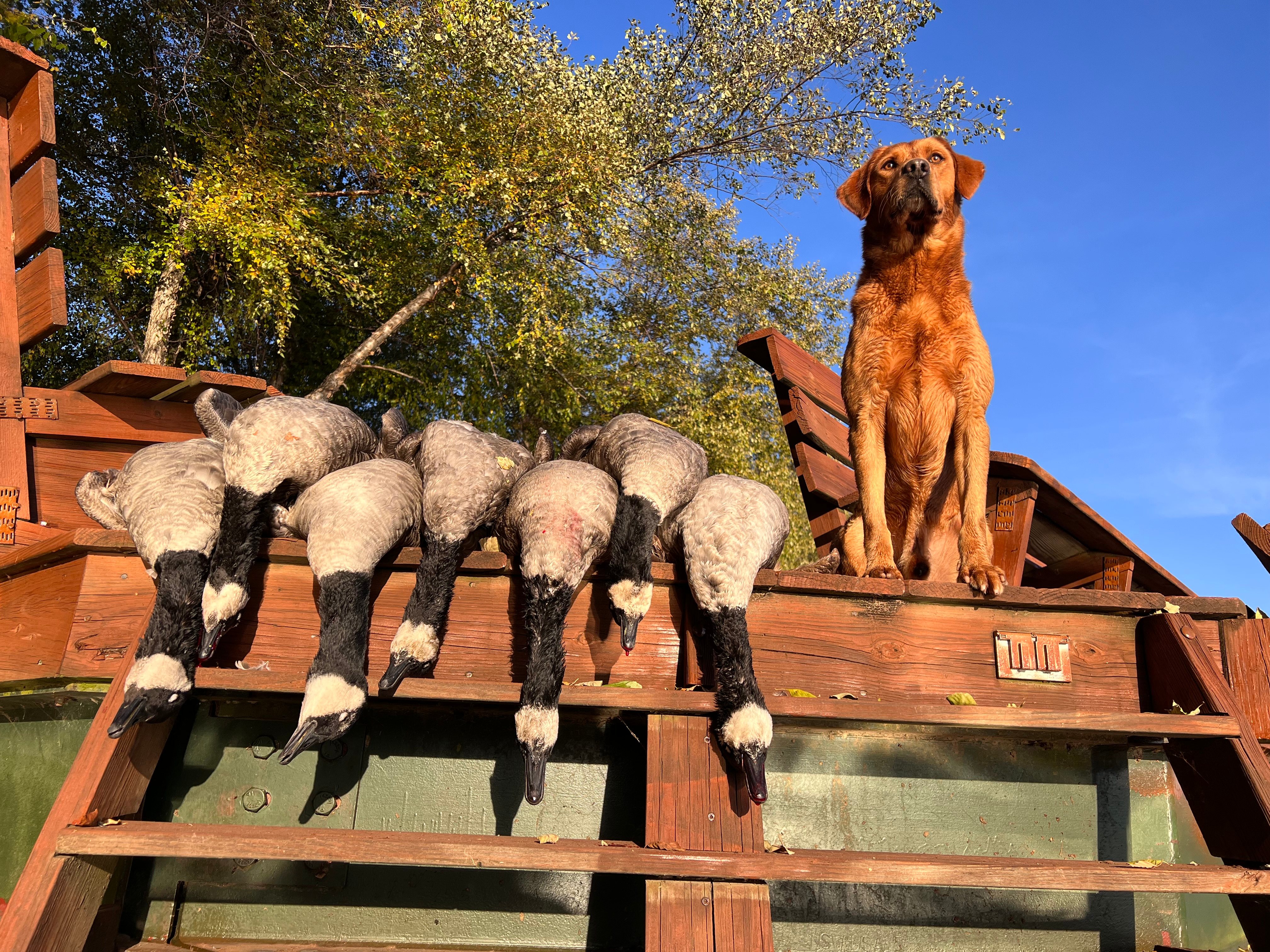 Trained tracking dog in the field
