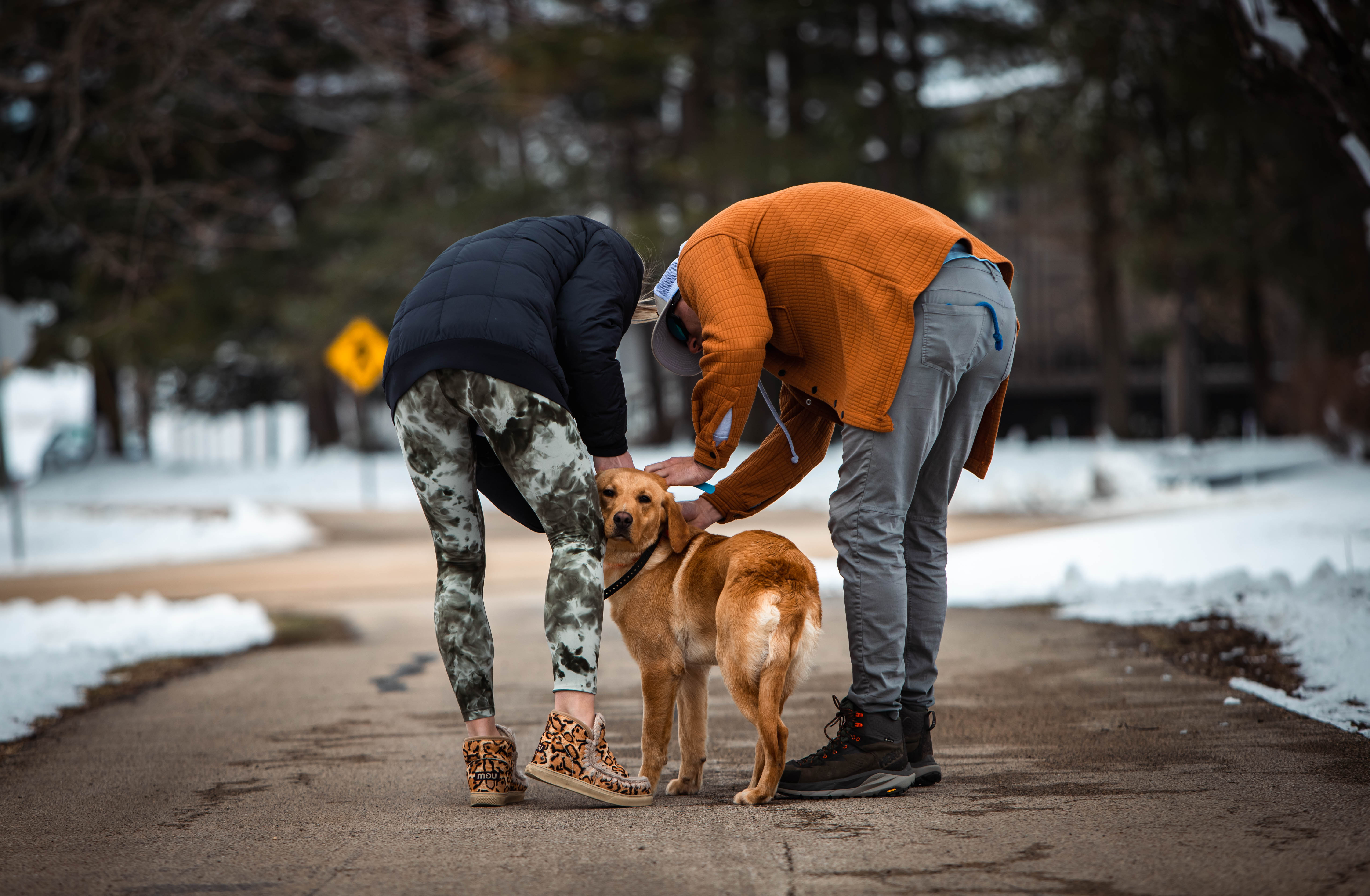 Trainer working with dog on obedience